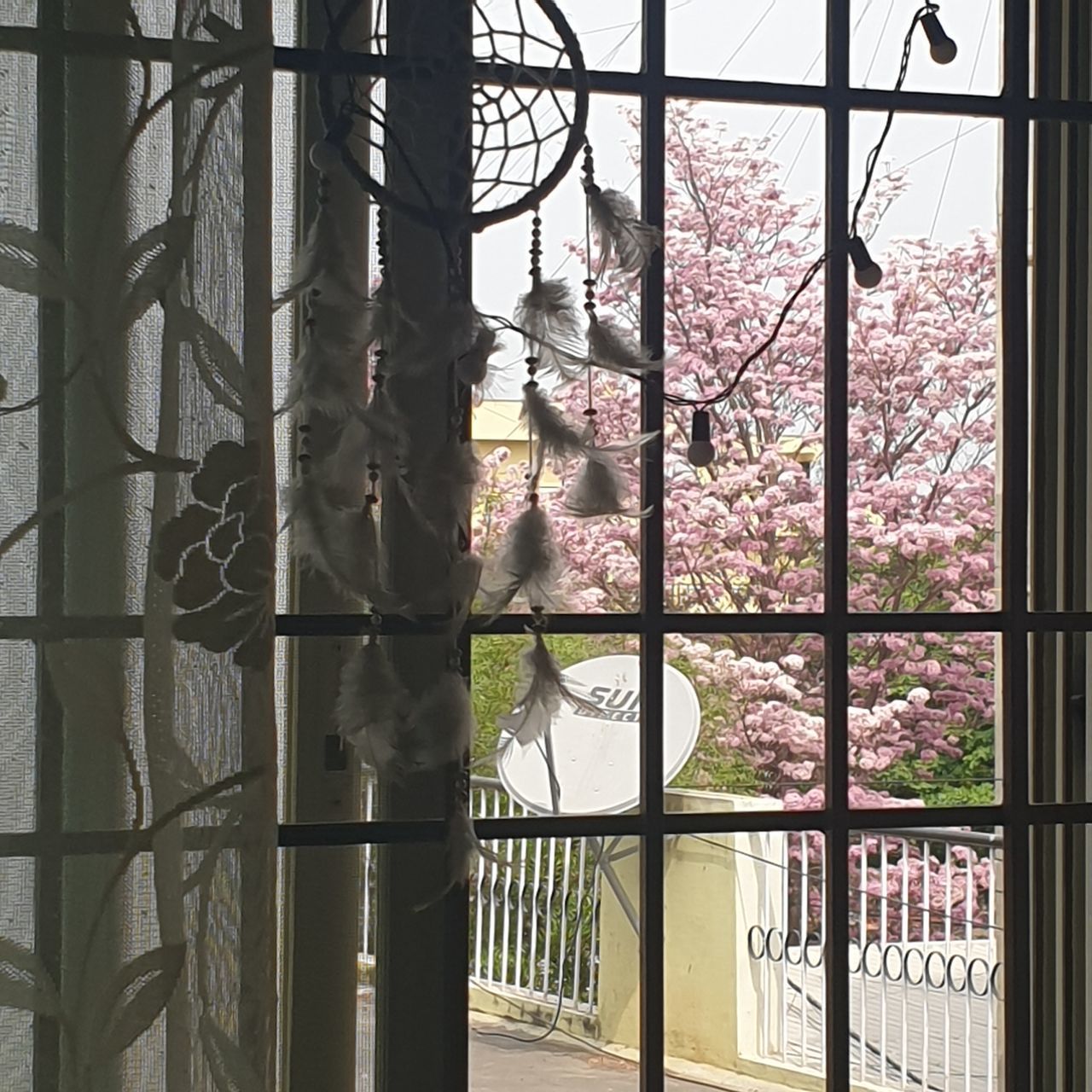 PLANTS SEEN THROUGH FENCE