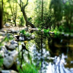 Reflection of trees in lake