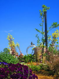Low angle view of flower trees against clear blue sky