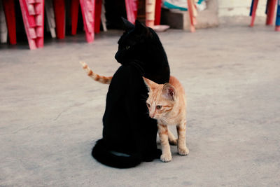 Two cats embrace at the street