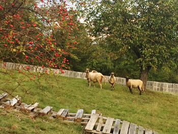 Horses on field