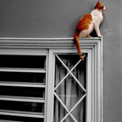 Cat sitting on window frame