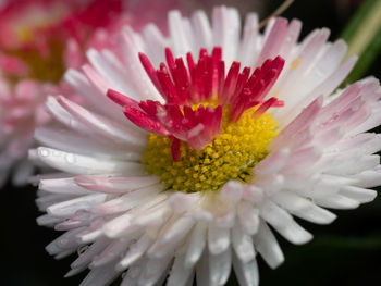 Close-up of pink daisy flower