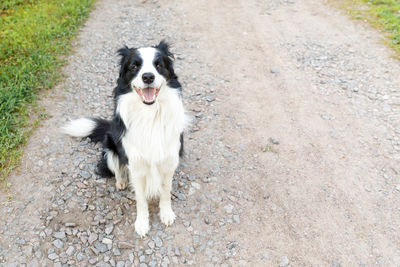 Outdoor portrait of cute puppy border collie sitting on park background. funny animals in summer day