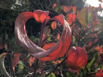 Close-up of red flowering plant