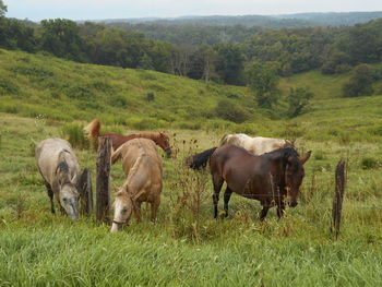 Cows grazing on field against sky