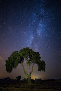 Trees against clear sky at night