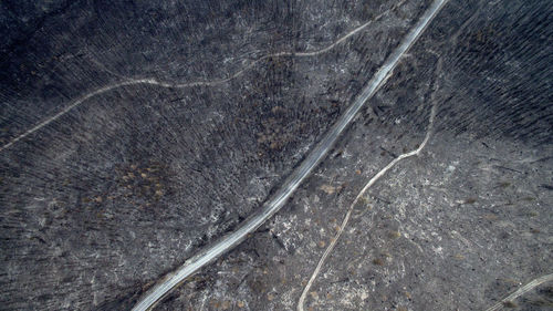 Aerial view of burnt trees in forest