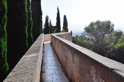 Footpath amidst plants against the sky