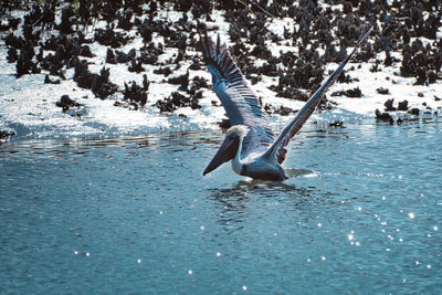 Bird flying over lake