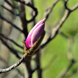 Close-up of pink flower bud growing outdoors