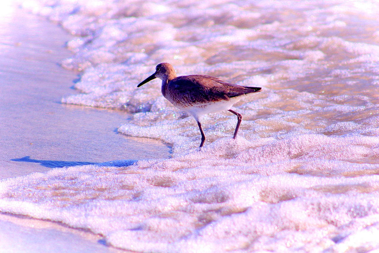 animal themes, animal, animal wildlife, wildlife, bird, one animal, nature, no people, sandpiper, water, day, winter, snow, side view, land, outdoors, full length, cold temperature, selective focus, beauty in nature