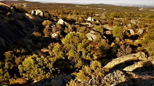 High angle view of trees and rocks