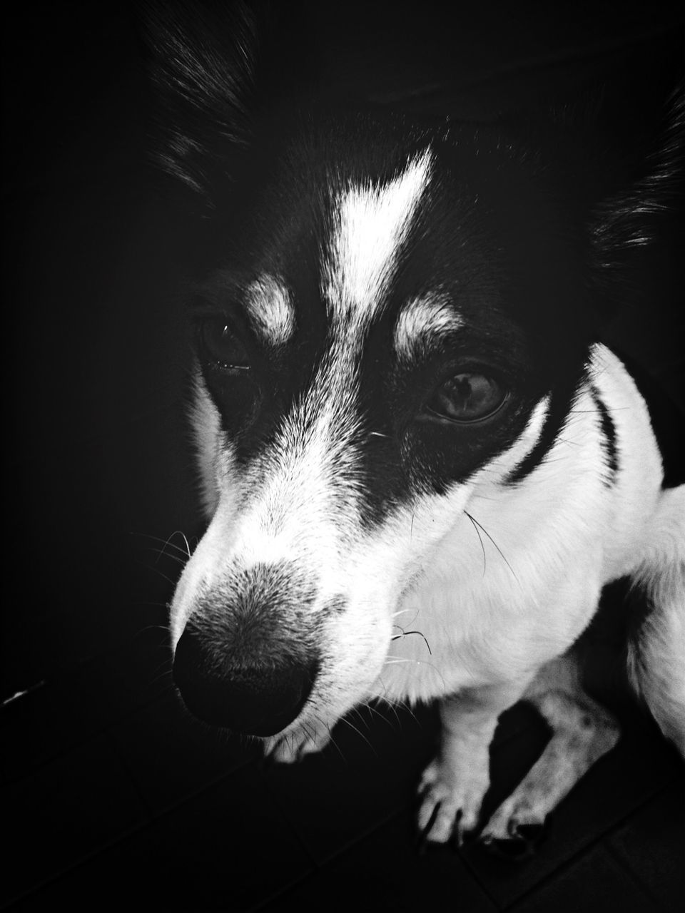 pets, animal themes, domestic animals, dog, one animal, mammal, portrait, looking at camera, close-up, animal head, indoors, high angle view, no people, relaxation, front view, focus on foreground, day, sitting, animal body part