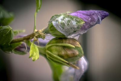 Close-up of purple flowering plant