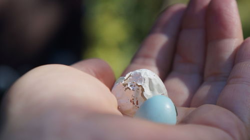 Close-up of hand holding blue robin's egg 