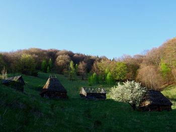 Scenic view of trees on field against clear sky