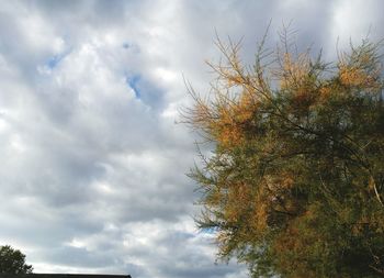 Low angle view of tree against sky