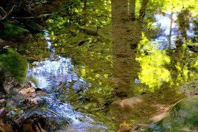 Reflection of trees in pond