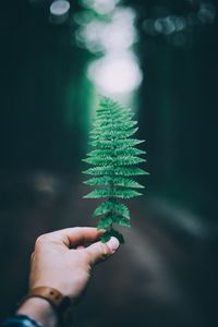 Cropped image of hand holding fern