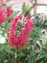Close-up of pink flowering plant