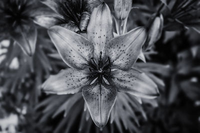 Close-up of flower