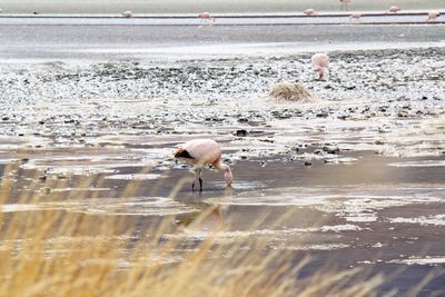 Panoramic view of lagoon laguna de canapa with flamingo at uyuni in bolivia,south america