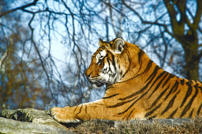 Tiger sitting in a zoo