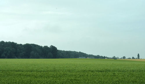 Scenic view of grassy field against sky
