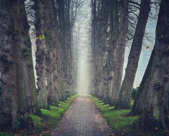 Road amidst trees in forest