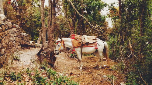 Side view of a white horse