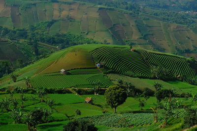 High angle view of agricultural field