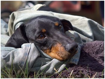 Close-up of a dog resting