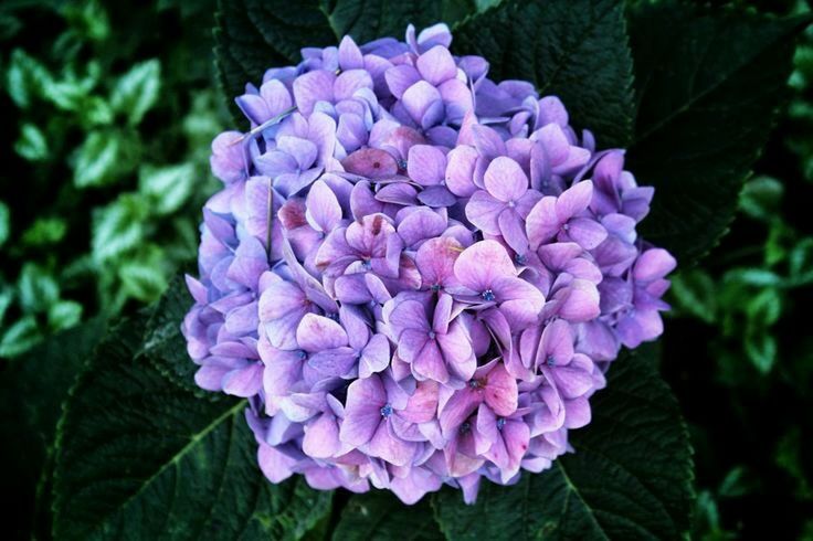 flower, purple, freshness, petal, fragility, growth, beauty in nature, flower head, blooming, close-up, leaf, plant, nature, focus on foreground, in bloom, high angle view, park - man made space, green color, hydrangea, outdoors