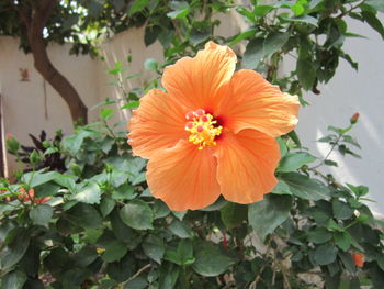 Close-up of pink flower