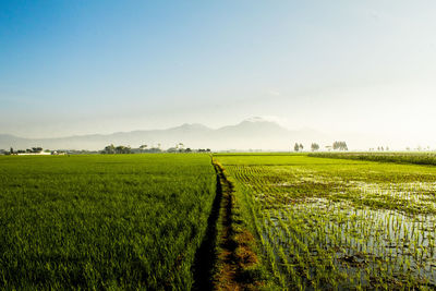 Scenic view of agricultural field against sky