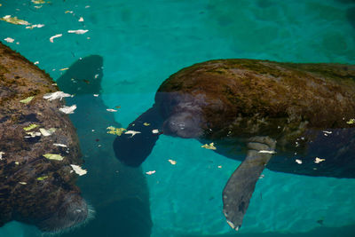 Fish swimming in sea