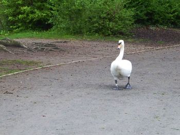 White swan on tree