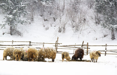 Snow on landscape during winter