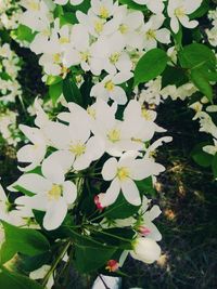 Close-up of flowers blooming outdoors