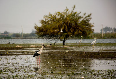 Birds flying over lake against sky