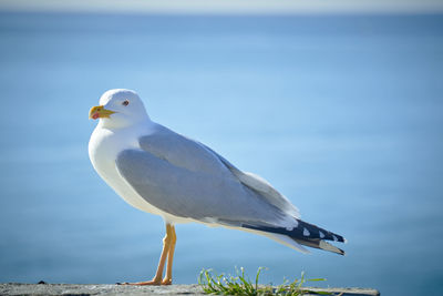 Close-up of seagull