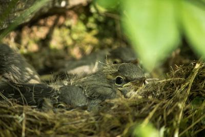 Close-up of robins