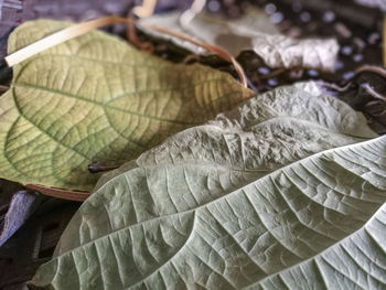 High angle view of feather on dry leaves