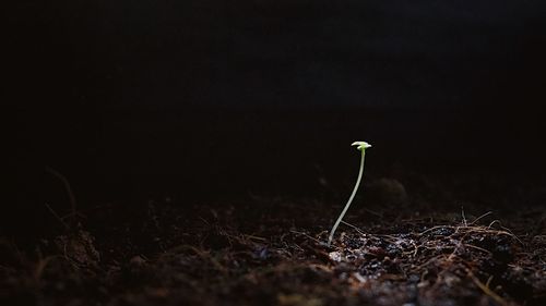 Close-up of plant growing on field