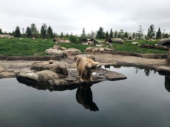 Polar bear on lakeshore against sky