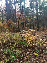 Trees growing in forest during autumn