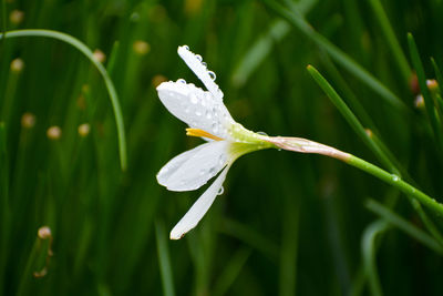 Close-up of wet autumn zephyr lily flower on plant