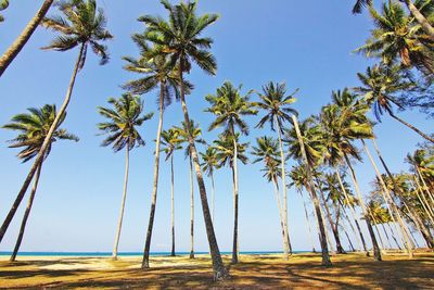 Palm trees on landscape against clear sky