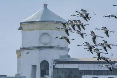 Low angle view of seagull on building against sky